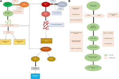 Pangenomic and immunoinformatics based analysis of Nipah virus revealed CD4+ and CD8+ T-Cell epitopes as potential vaccine candidates